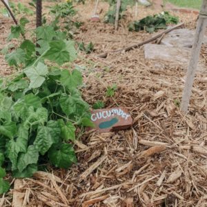 garden, stones, labels, diy